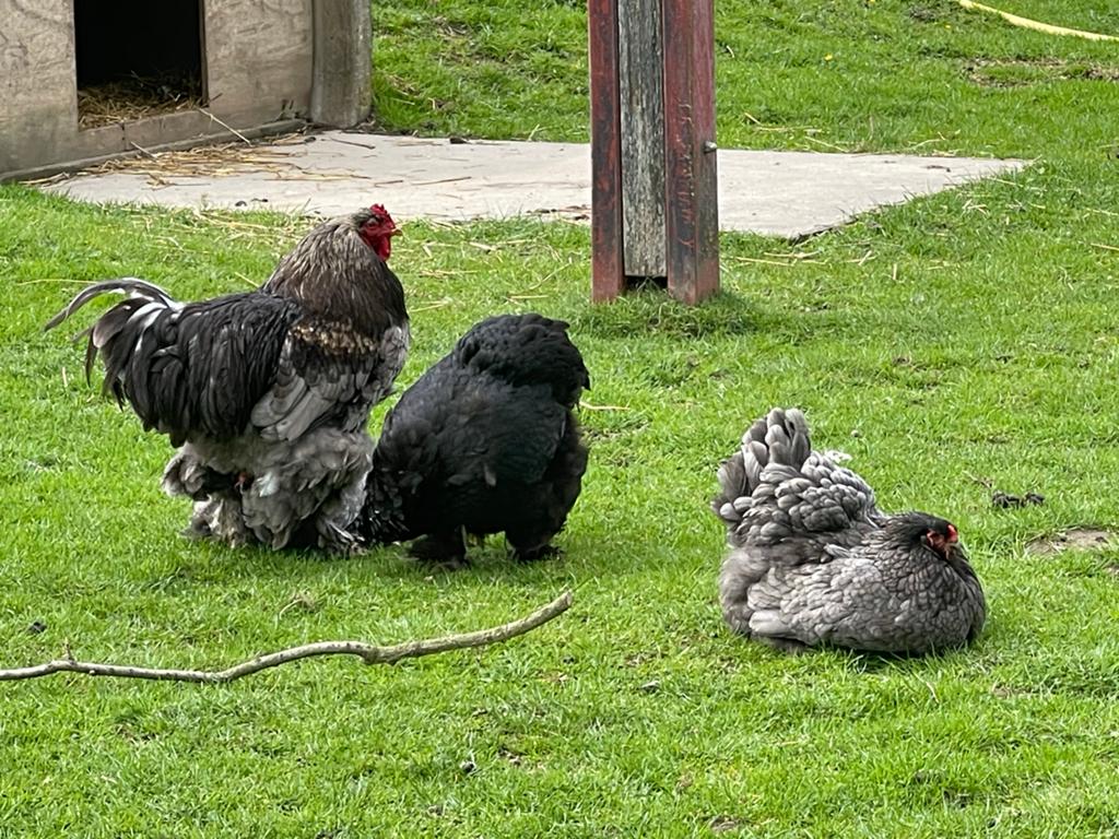 Grote Brahma kuikens te koop, Dieren en Toebehoren, Pluimvee, Meerdere dieren, Kip