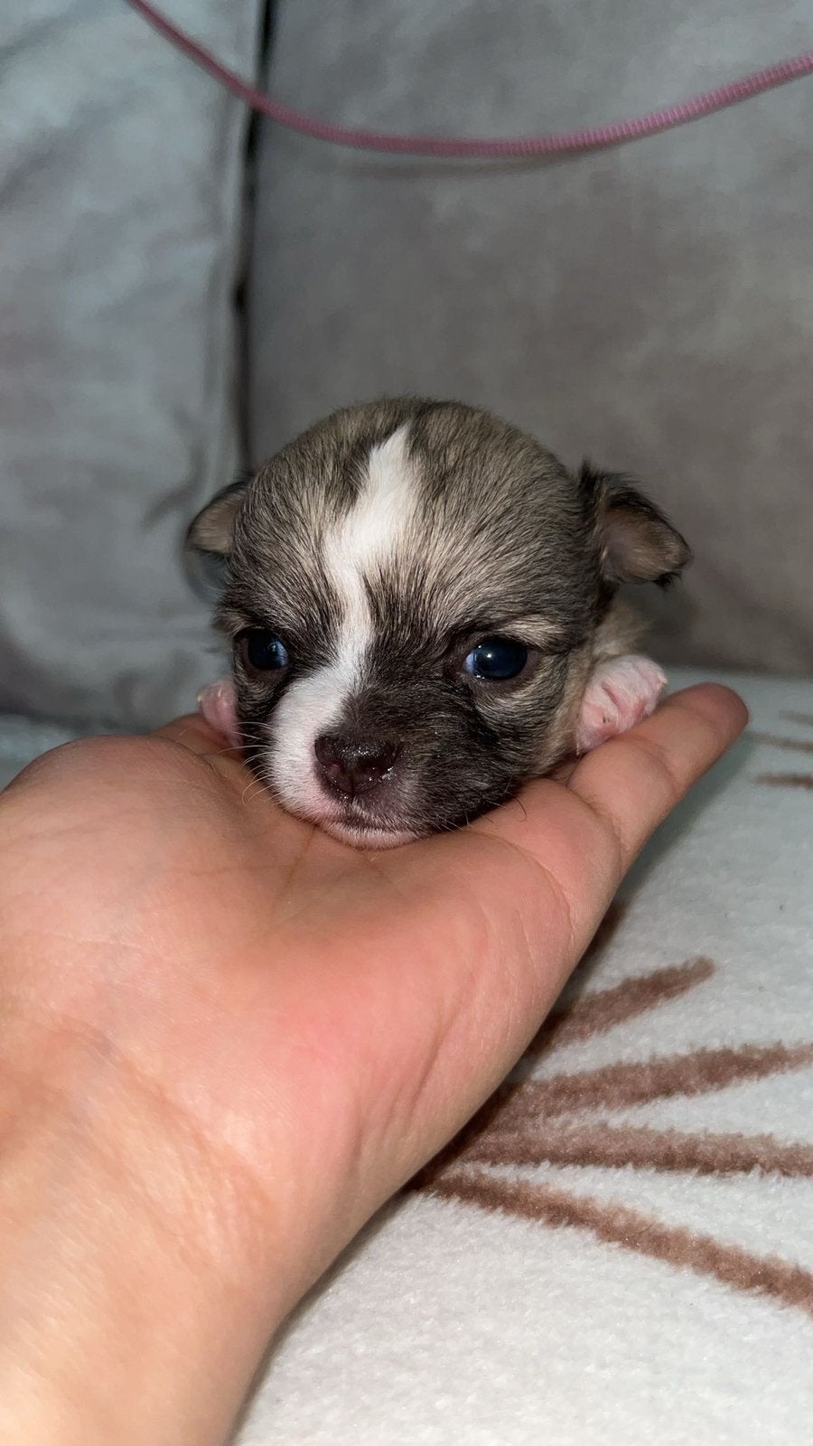 Chihuahua, Dieren en Toebehoren, Honden | Chihuahua's en Gezelschapshonden, Reu, Eén hond, Chihuahua, Nederland