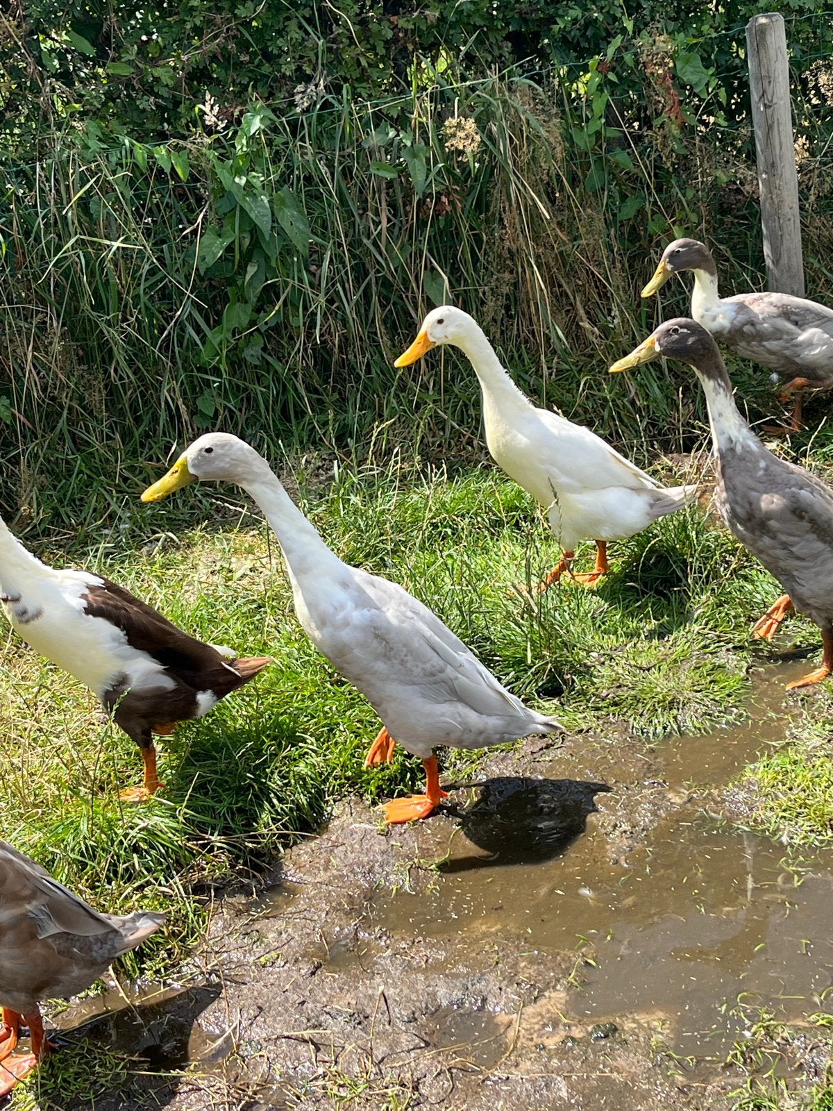 Loopeendjes (fleseenden), Meerdere dieren, Eend