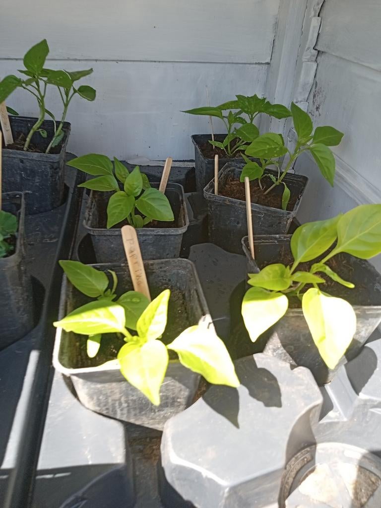 Planten kraampje, Ophalen, Overige soorten, Volle zon