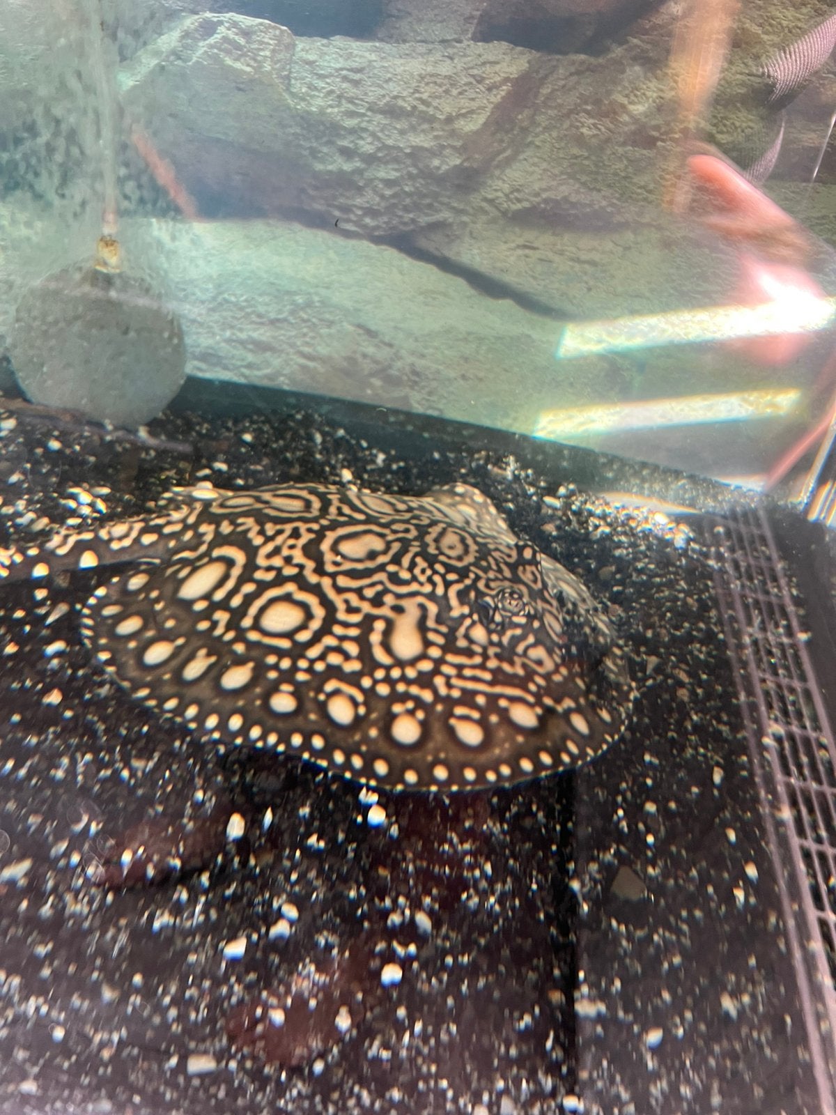 Super white blackdiamond  vrouwtje vier maanden oud, Vis