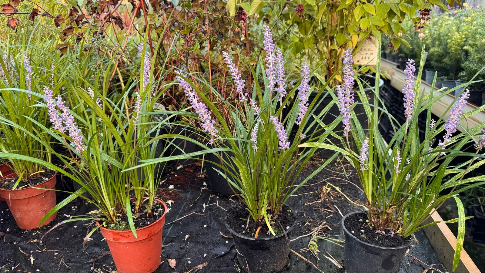 Liriope 'Moneymaker' in grotere pot - Elke 11e gratis!, Ophalen, Vaste plant, Siergrassen, Halfschaduw