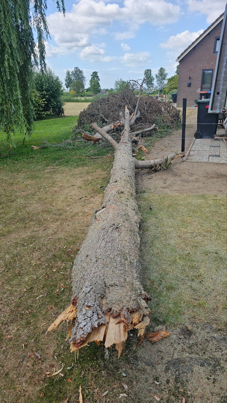 Ceder boom ( kachelhout), Ophalen, Bloeit niet, Volle zon, Overige soorten