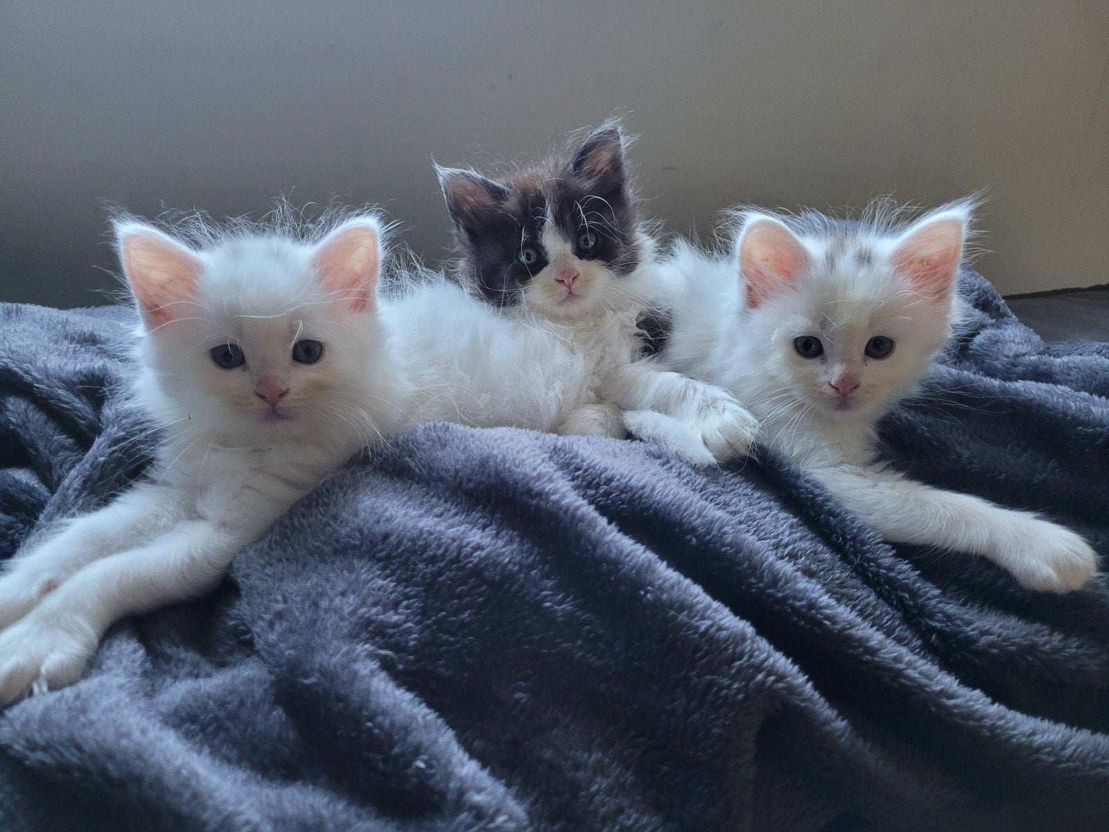 Super Mooie Lieve 100% Maine Coon Kittens, Dieren en Toebehoren, Katten en Kittens | Raskatten | Langhaar, Meerdere dieren, Ontwormd