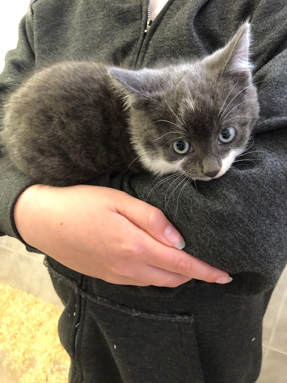 Europese korthaar poesjes, Dieren en Toebehoren, Katten en Kittens | Overige Katten, Poes