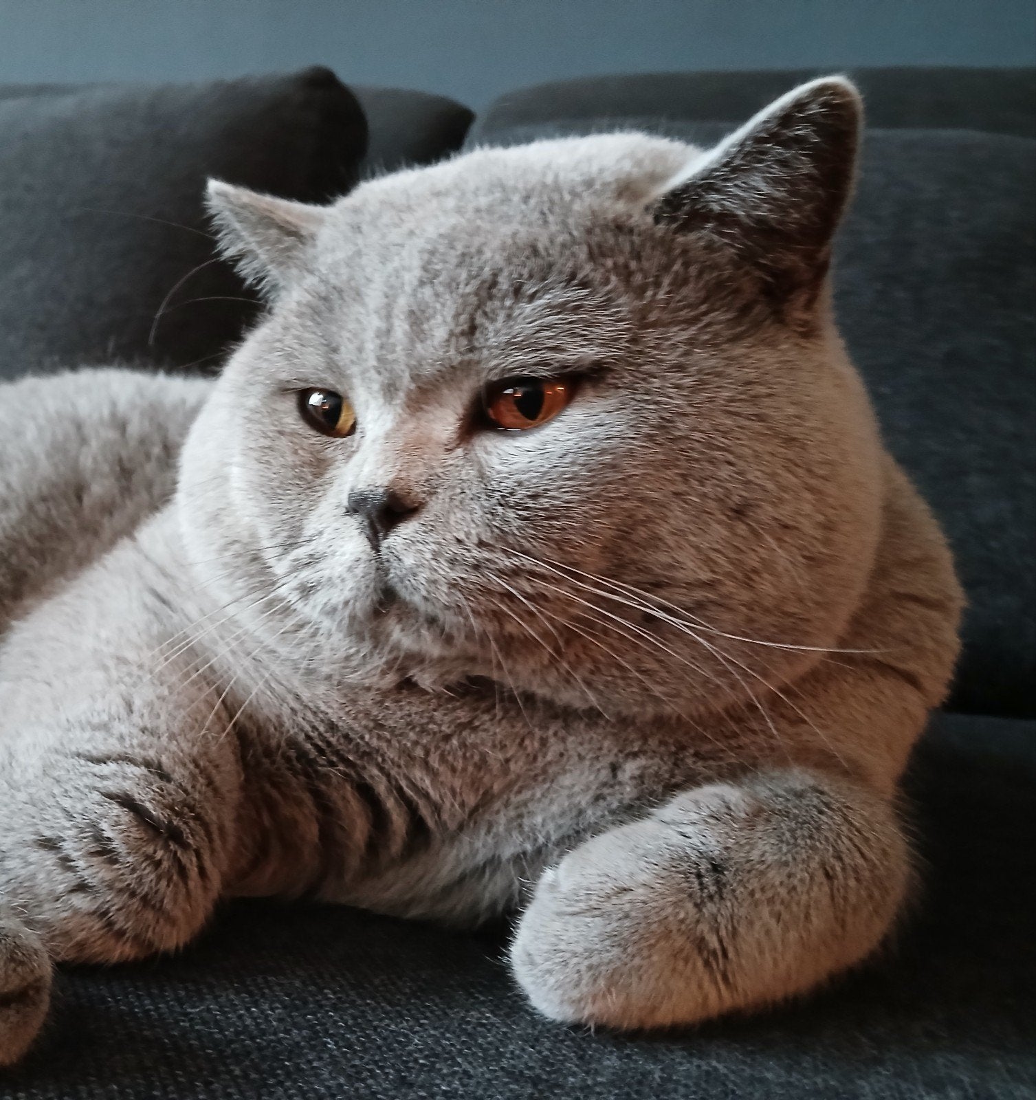 Britse korthaar dekkaters met kampioenstitel voor dekking, Dieren en Toebehoren, Katten en Kittens | Dekkaters