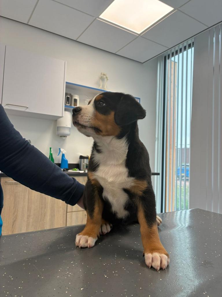 Grote Zwitserse Sennenhond pup, Meerdere dieren, Eén hond, Nederland, Fokker | Hobbymatig