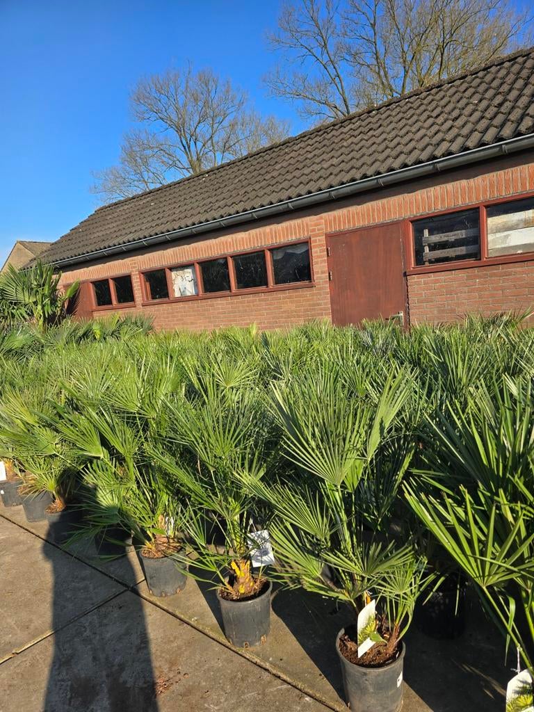 Palmbomen €30 2 voor €55  super palmbomen, Ophalen, Overige soorten, Volle zon
