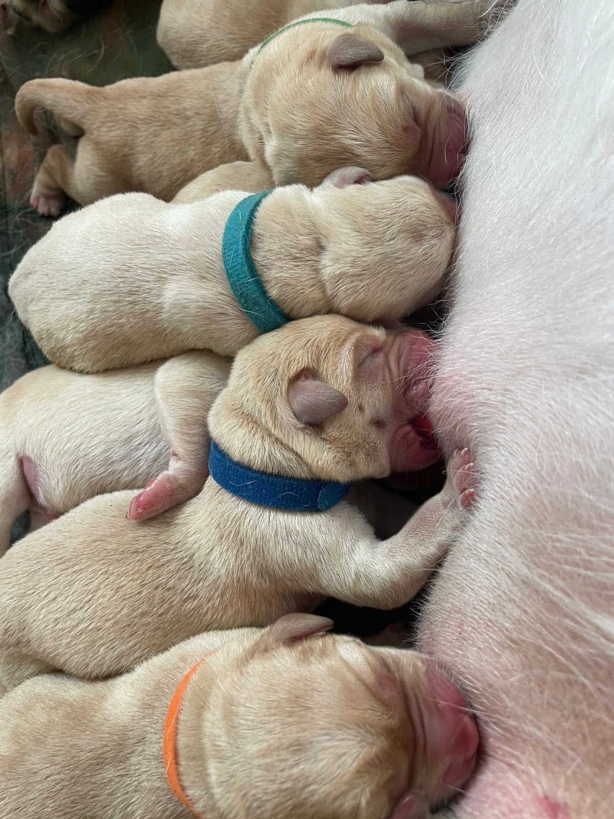 Prachtige raszuivere gele labrador pups met FCI Stamboom, Dieren en Toebehoren, CDV (hondenziekte), 8 tot 15 weken, Labrador retriever