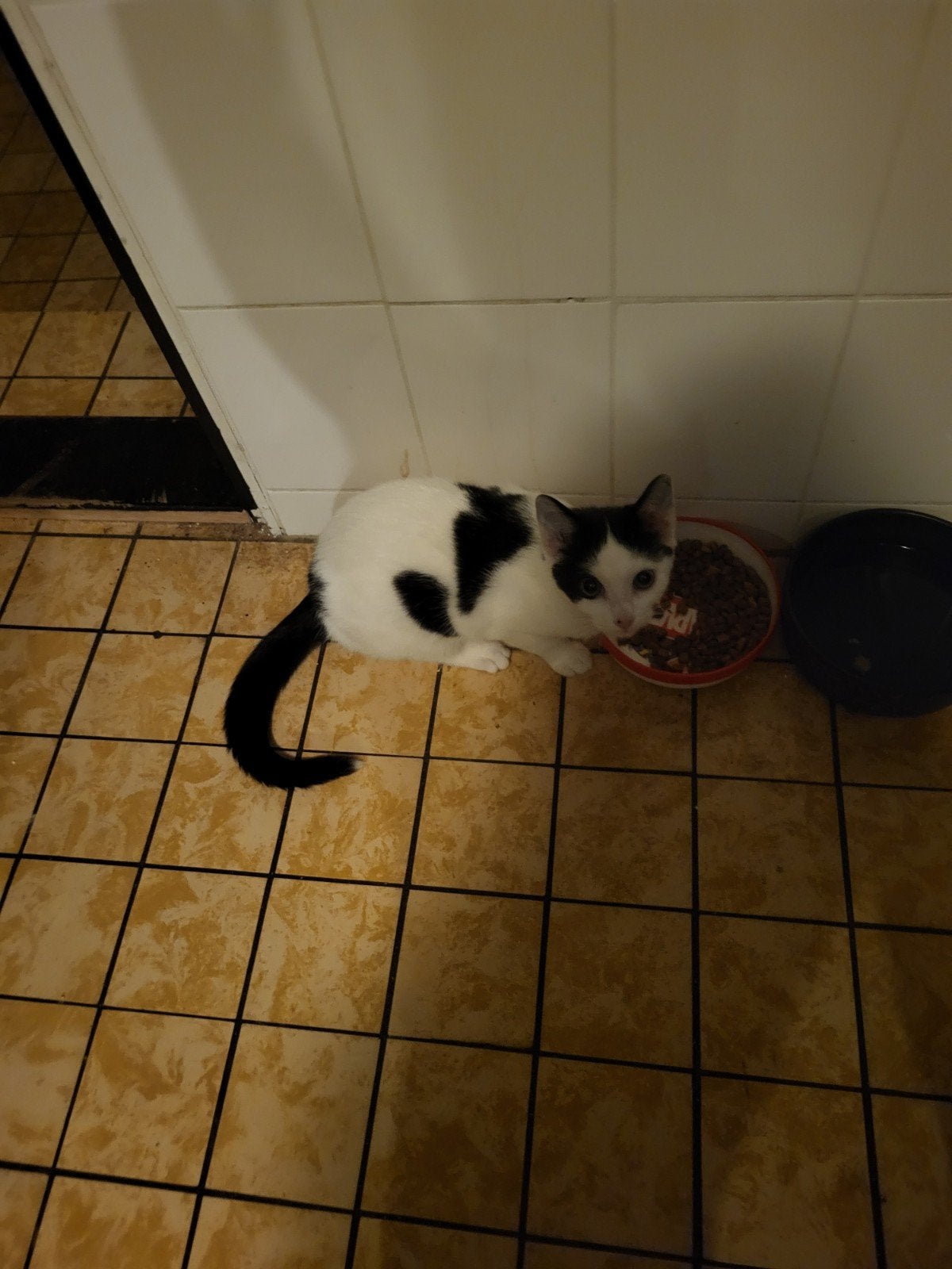 mila 5 maanden oude poes, Poes