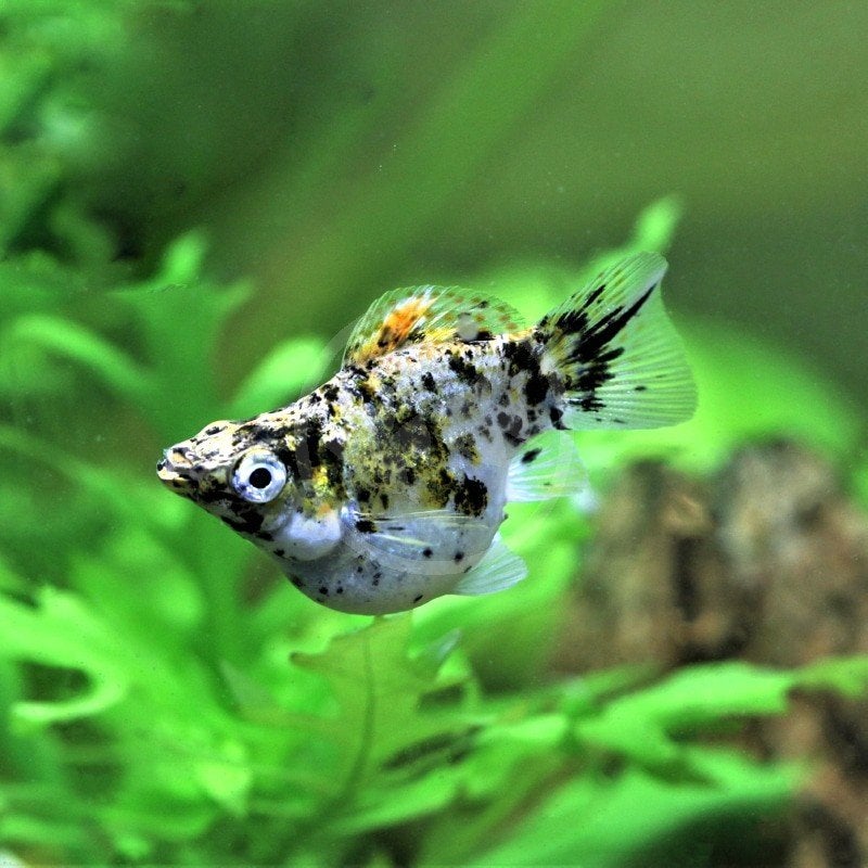 Gezocht ballon mollies, Dieren en Toebehoren, Vissen | Aquariumvissen, Vis