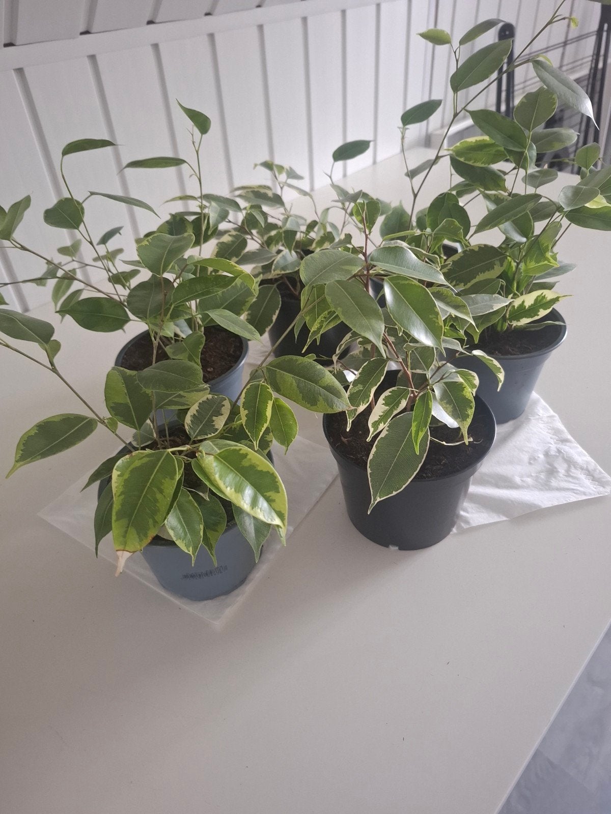 Jonge Ficus Benjamina, Ophalen, Ficus, Halfschaduw, Minder dan 100 cm