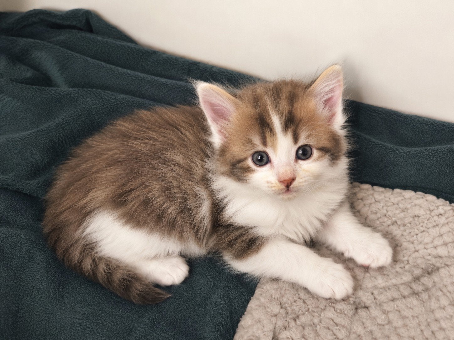 Rasechte Maine Coon kittens, Dieren en Toebehoren, Meerdere dieren, Langharig, 0 tot 2 jaar