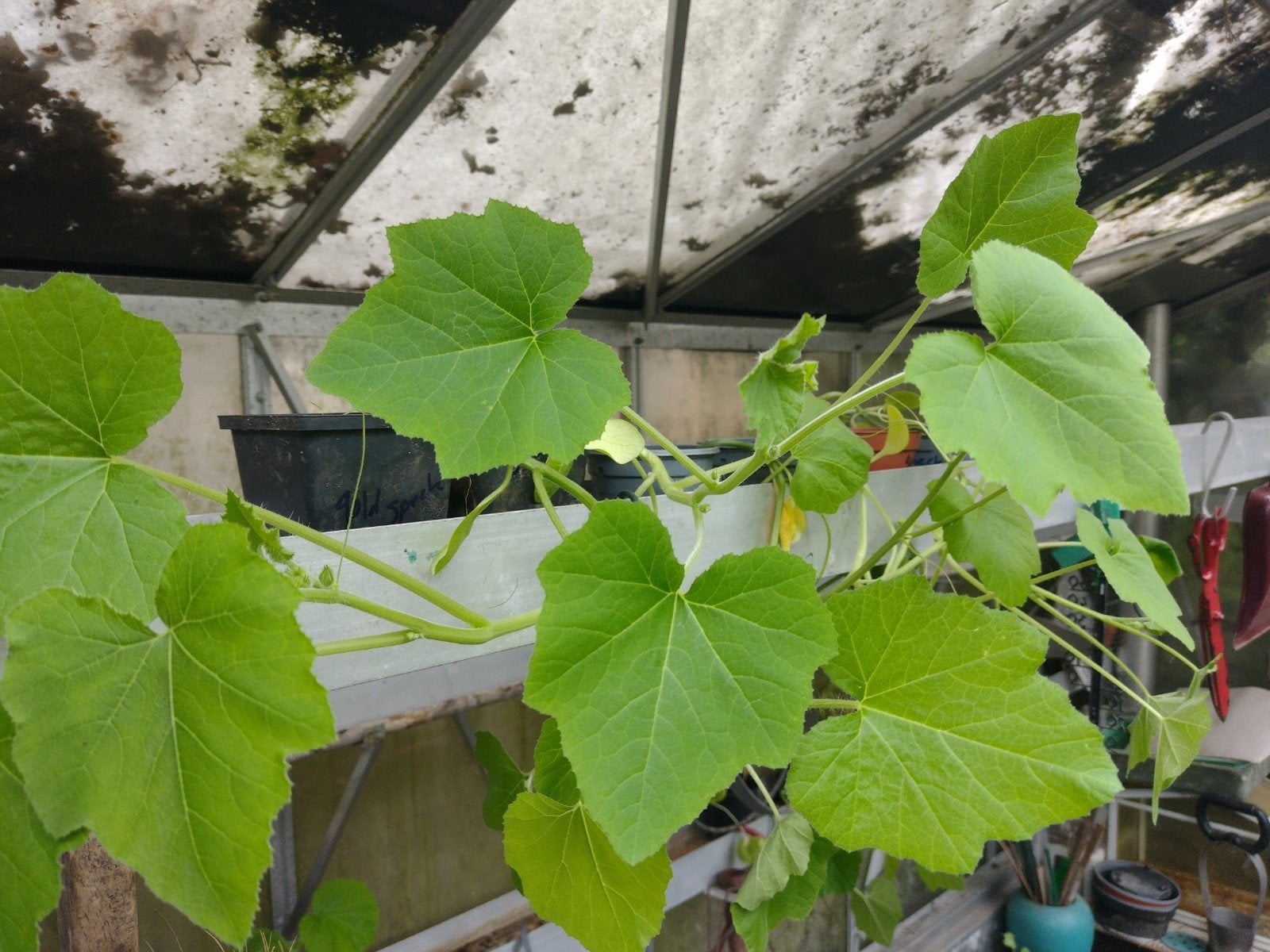Pompoenplanten, tomaat en peper planten, Tuin en Terras, Planten | Tuinplanten, Ophalen, Eenjarig, Groenteplanten, Volle zon