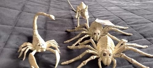 Dieren Skeletten, Ophalen of Verzenden, Nieuw, Wild dier, Overige typen