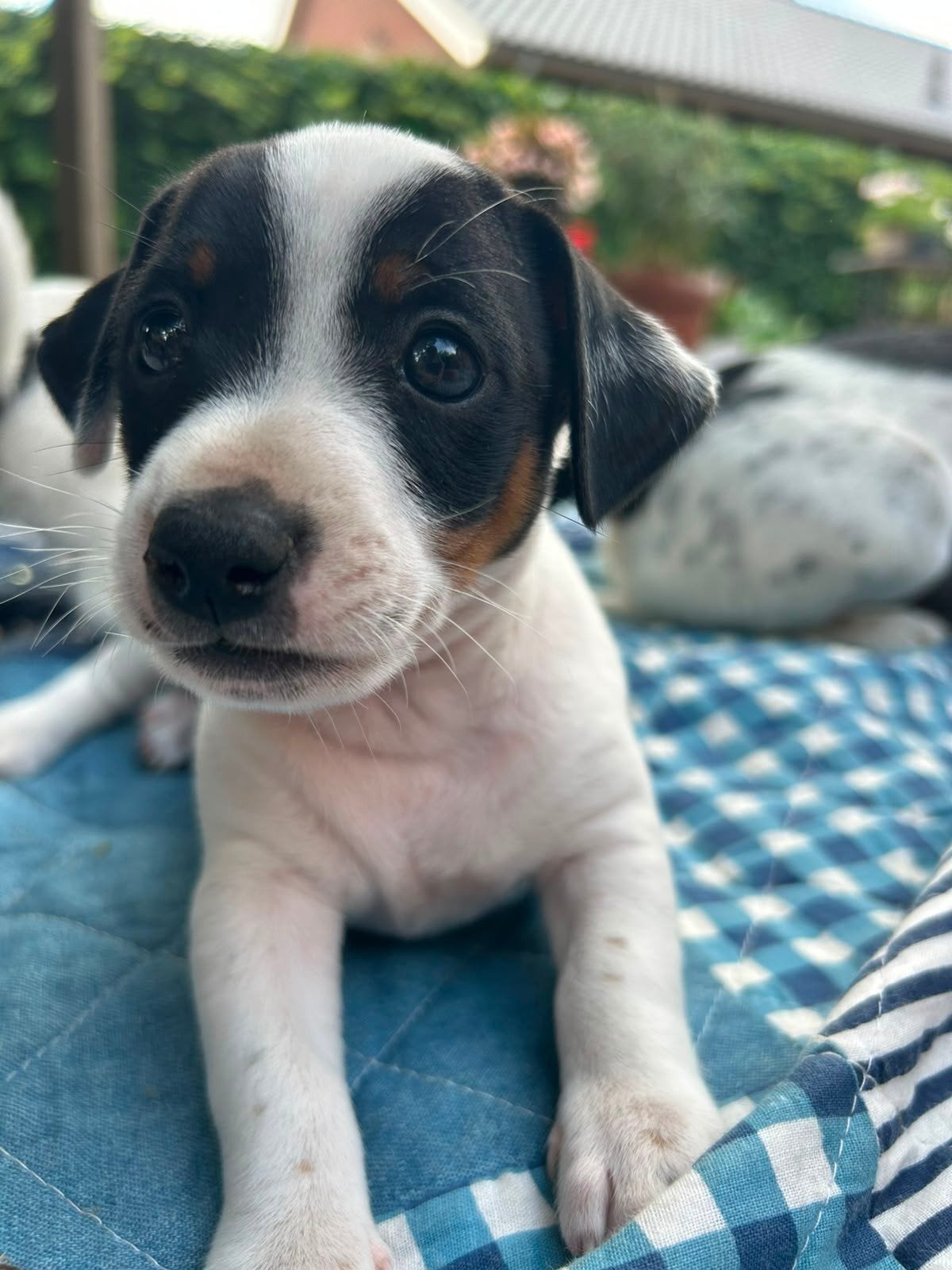 Mooie, lieve Jack Russell pups, Parvo, Jack Russell Terriër, 8 tot 15 weken, Meerdere