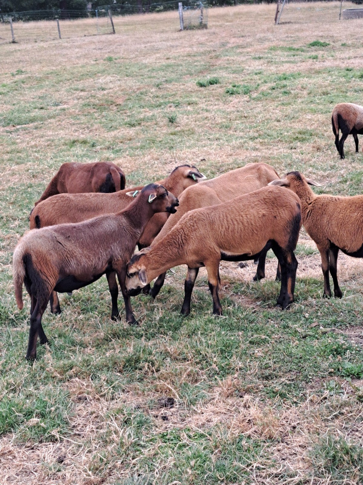 Te koop Barbados Black Belly schapen lammeren 3 maand oud, Dieren en Toebehoren, Schapen, Geiten en Varkens, Vrouwelijk, Schaap
