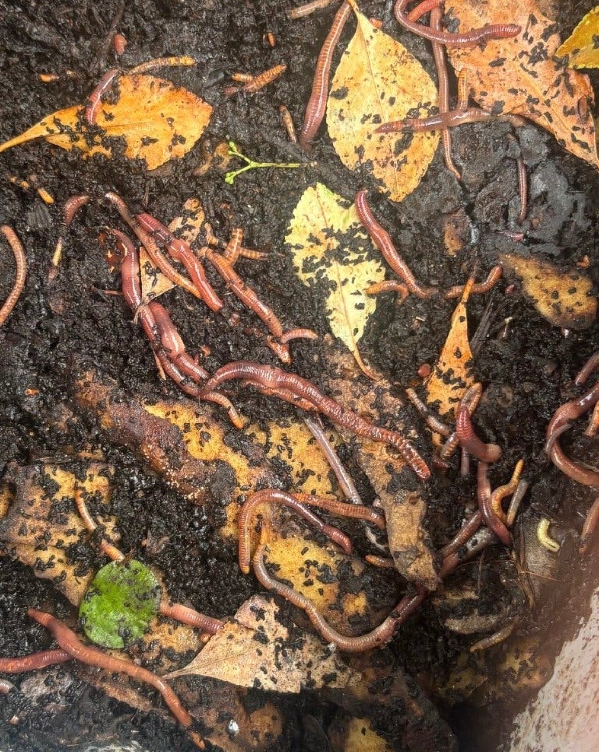 Compost wormen, Ophalen, Compost
