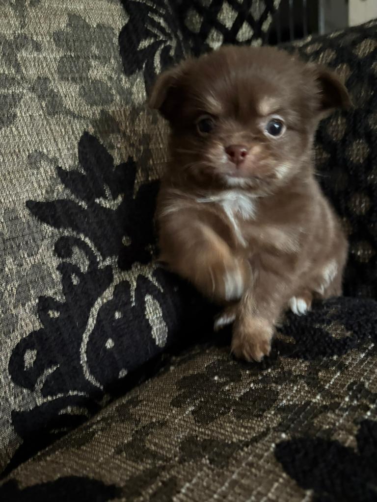 Chihuahua x pups, Dieren en Toebehoren, Honden | Chihuahua's en Gezelschapshonden, Reu, Meerdere, Chihuahua, Nederland