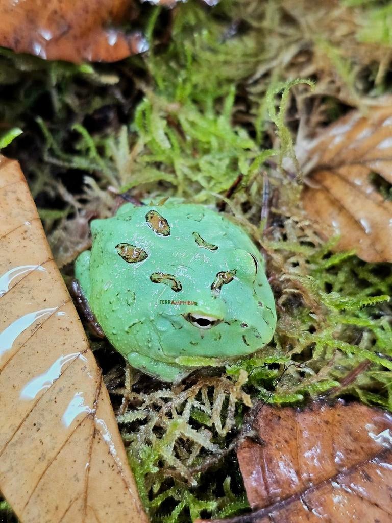 Verschillende pacman-kikkers beschikbaar ‼️, Dieren en Toebehoren, Reptielen en Amfibieën, Amfibie, Met terrarium, 0 tot 2 jaar