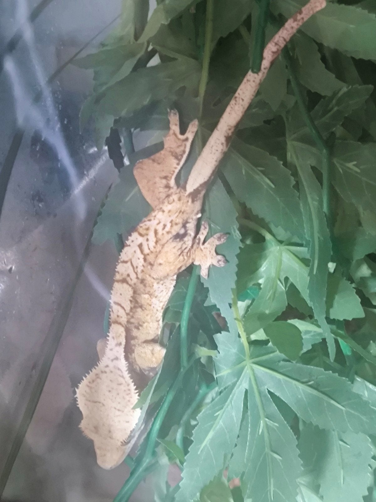 Wimpergekko in terrarium, Dieren en Toebehoren, Hagedis, Met terrarium, 0 tot 2 jaar