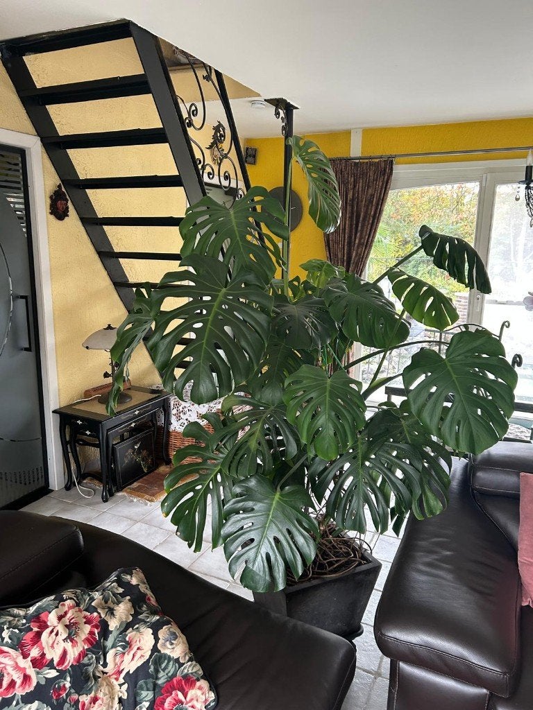 Prachtige Monstera, Ophalen, Overige soorten, Halfschaduw, In pot