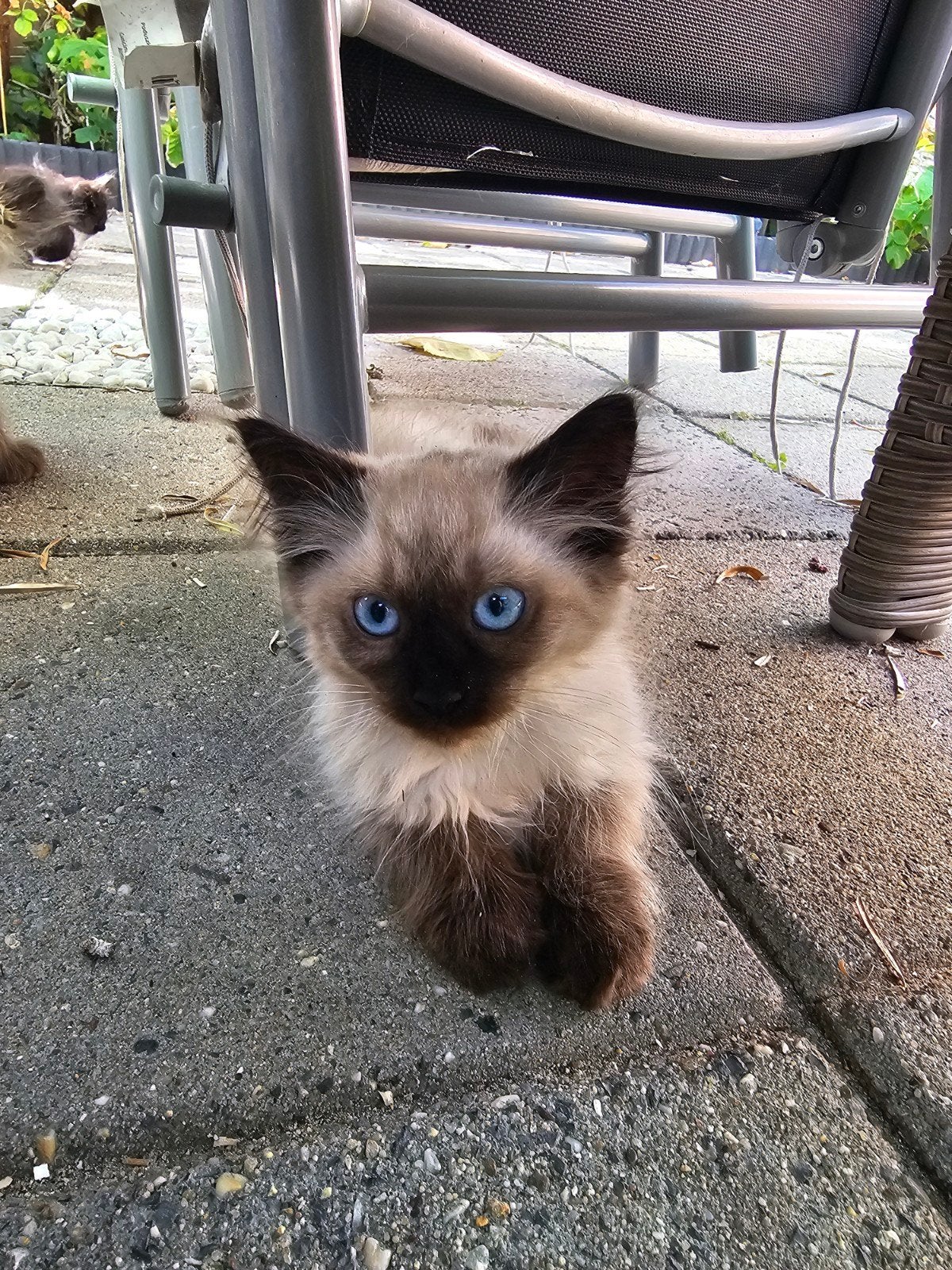 Ragdoll Seal point kittens, Meerdere dieren, 0 tot 2 jaar
