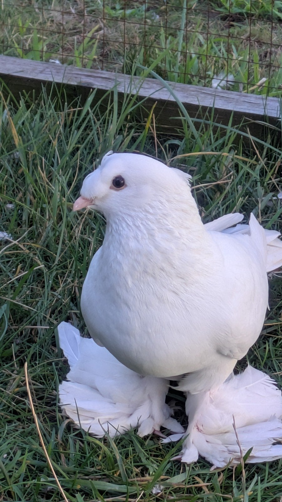 takla Duiven, Meerdere dieren, Overige soorten