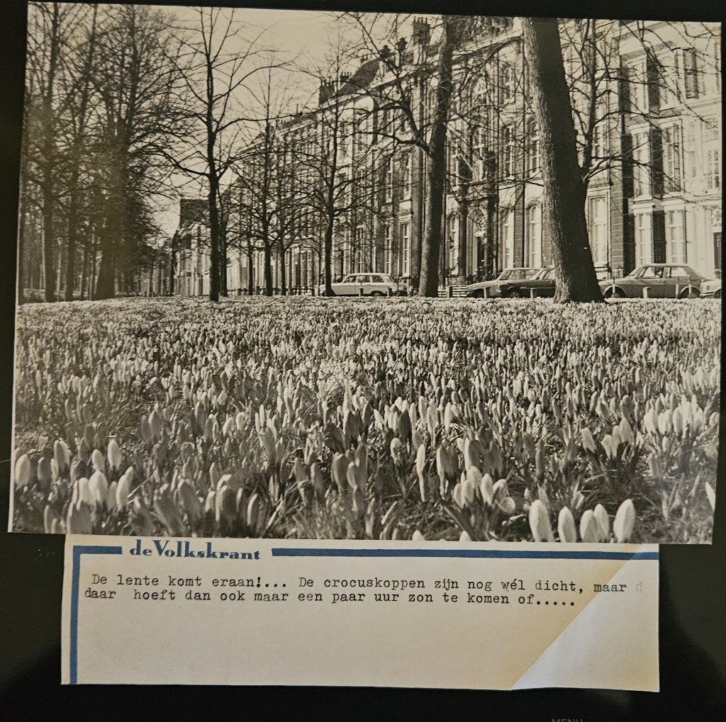 Originele persfoto Lange Voorhout Den Haag krokussen, Gebruikt, Foto, Ophalen of Verzenden, Natuur