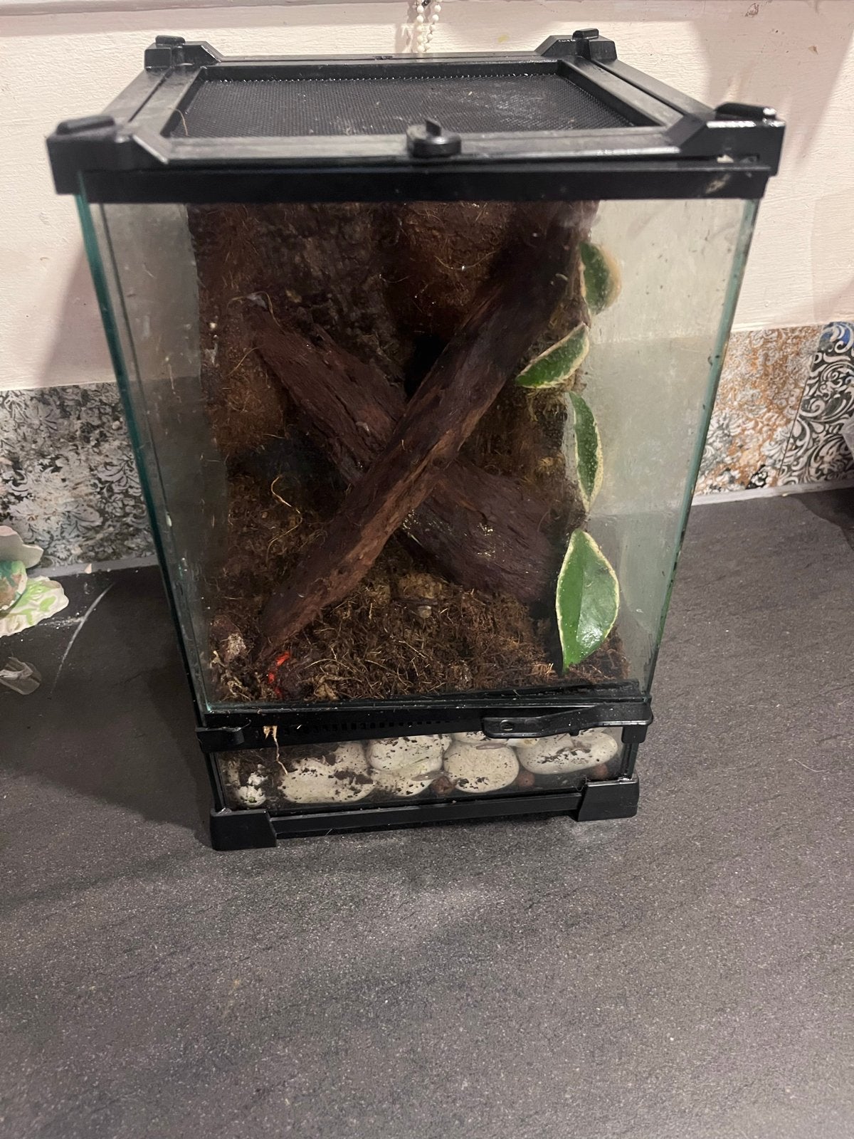 terrarium, Dieren en Toebehoren, Ophalen of Verzenden