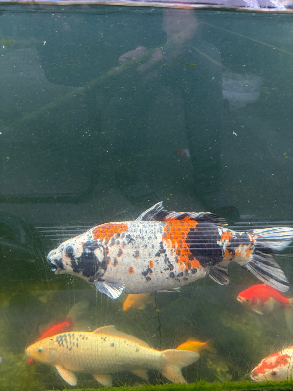 Koi, Karper of Koi