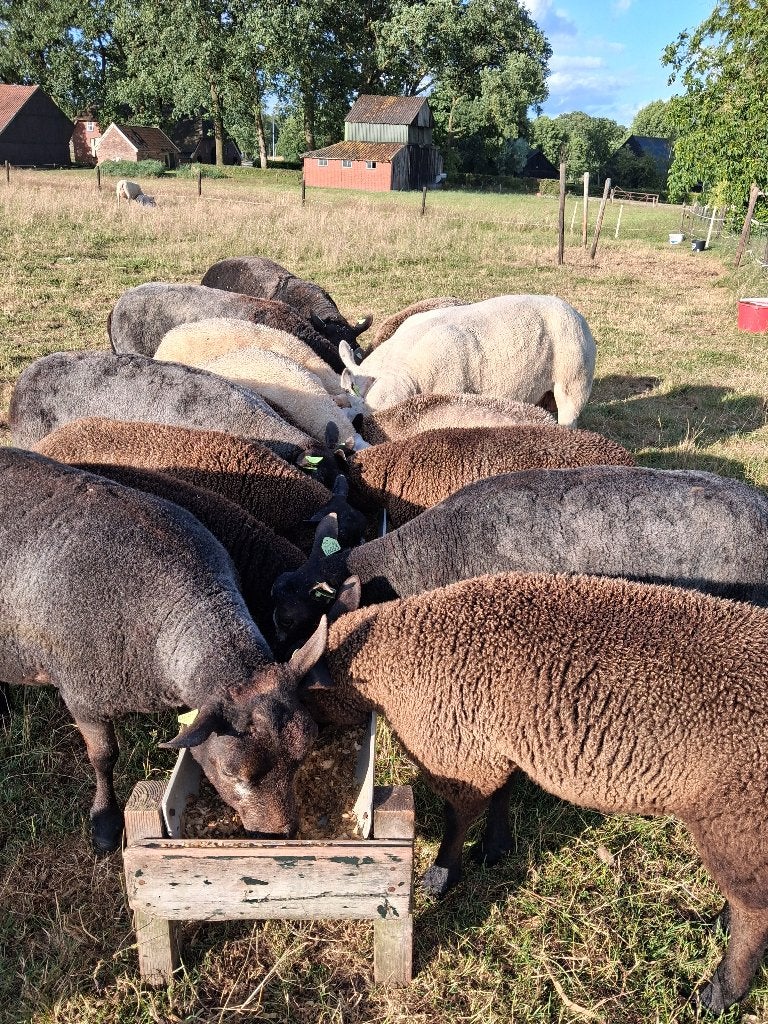 Schapenwol, Verzenden, Nieuw, Spinwol