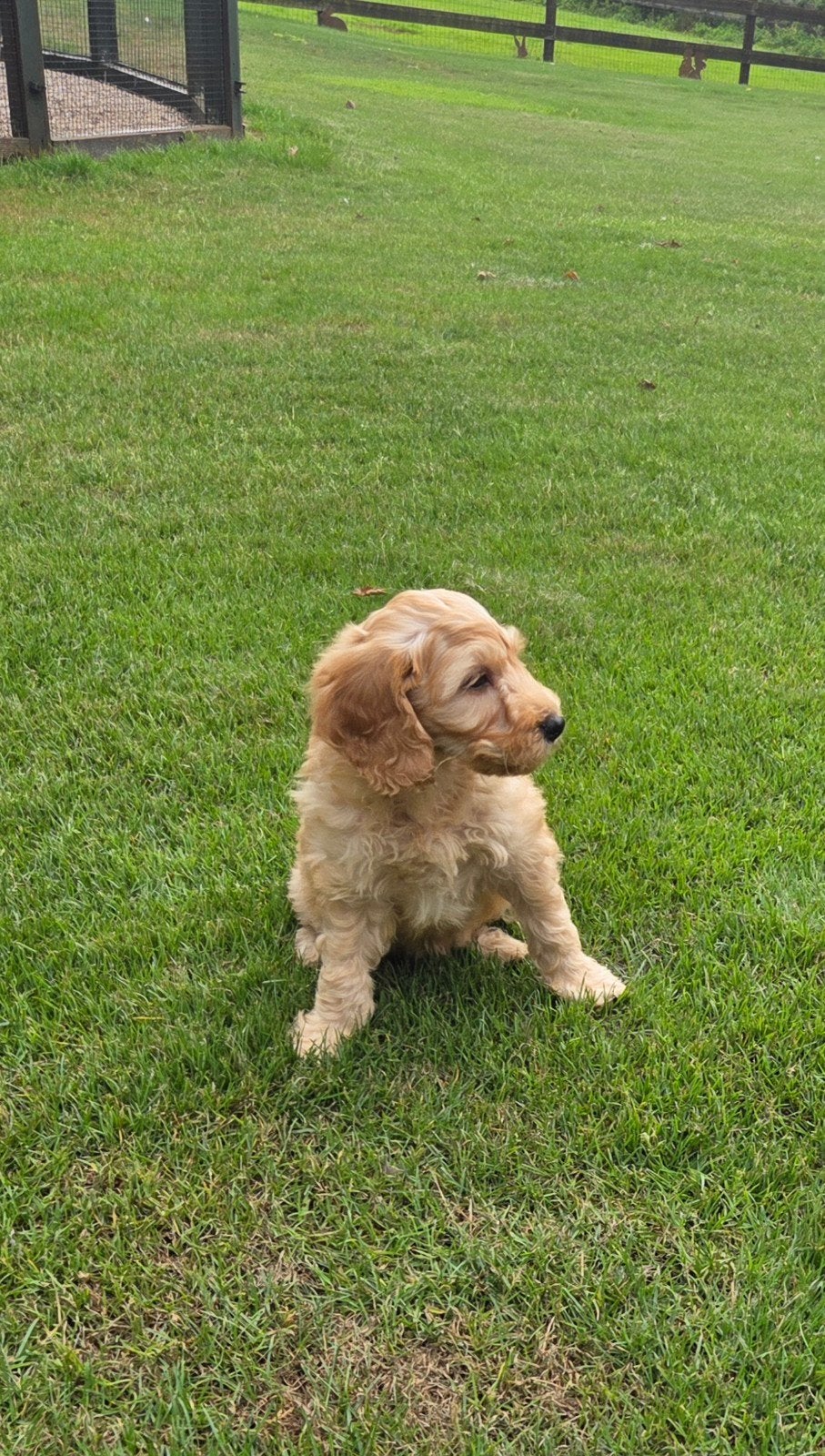 Labradoodle pups mini F3 blond/abrikoos reutjes, Dieren en Toebehoren, Honden | Retrievers, Spaniëls en Waterhonden, Parvo, Overige rassen