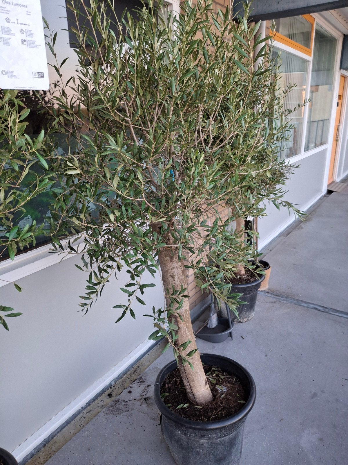 Grote Olijfboom in pot - Olea Europaea, Overige soorten, Volle zon, Vaste plant, Ophalen of Verzenden