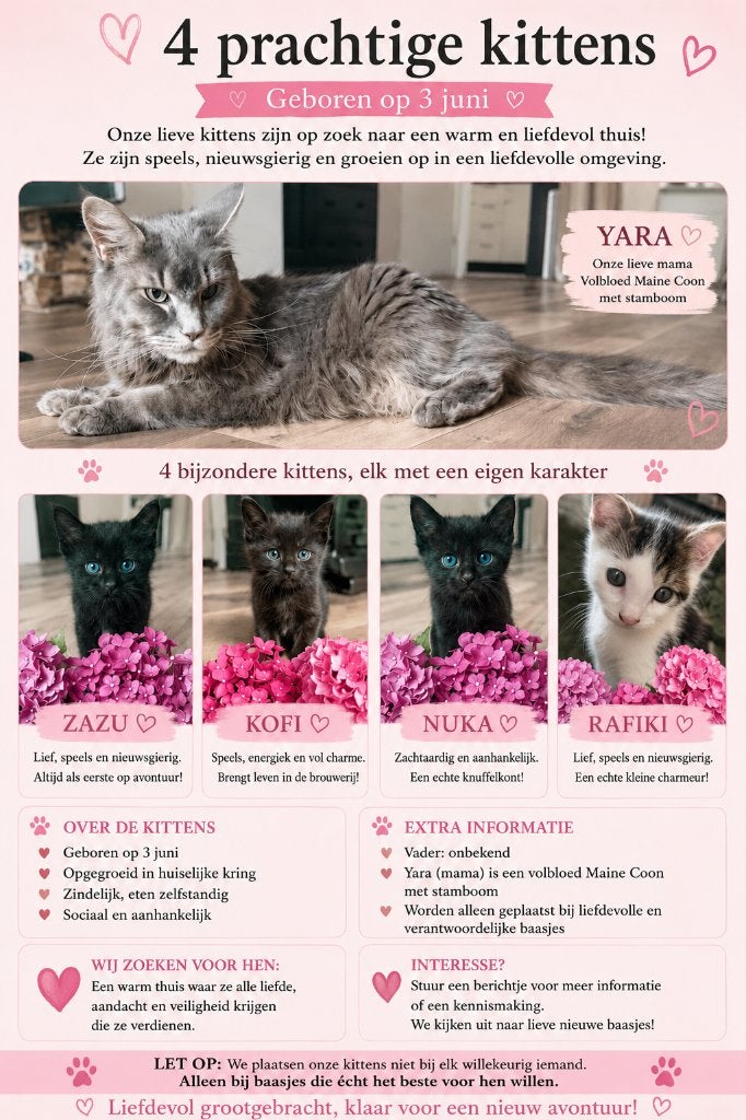 Maine Coon  Europese Korthaar kittens zoeken een warm thuis, Meerdere dieren, Ontwormd, 0 tot 2 jaar