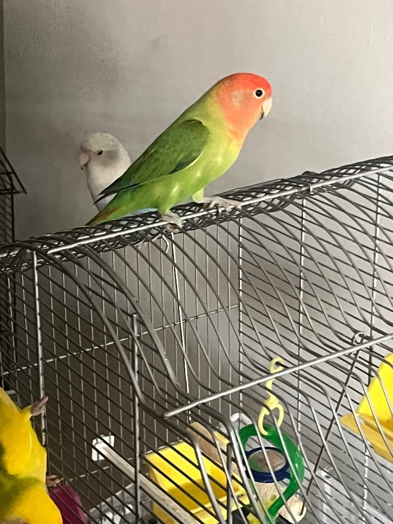 Mooie dwergpapegaai zoekt nieuwe verzorgers, Dieren en Toebehoren, Vogels | Parkieten en Papegaaien, Meerdere dieren, Dwergpapegaai of Agapornis