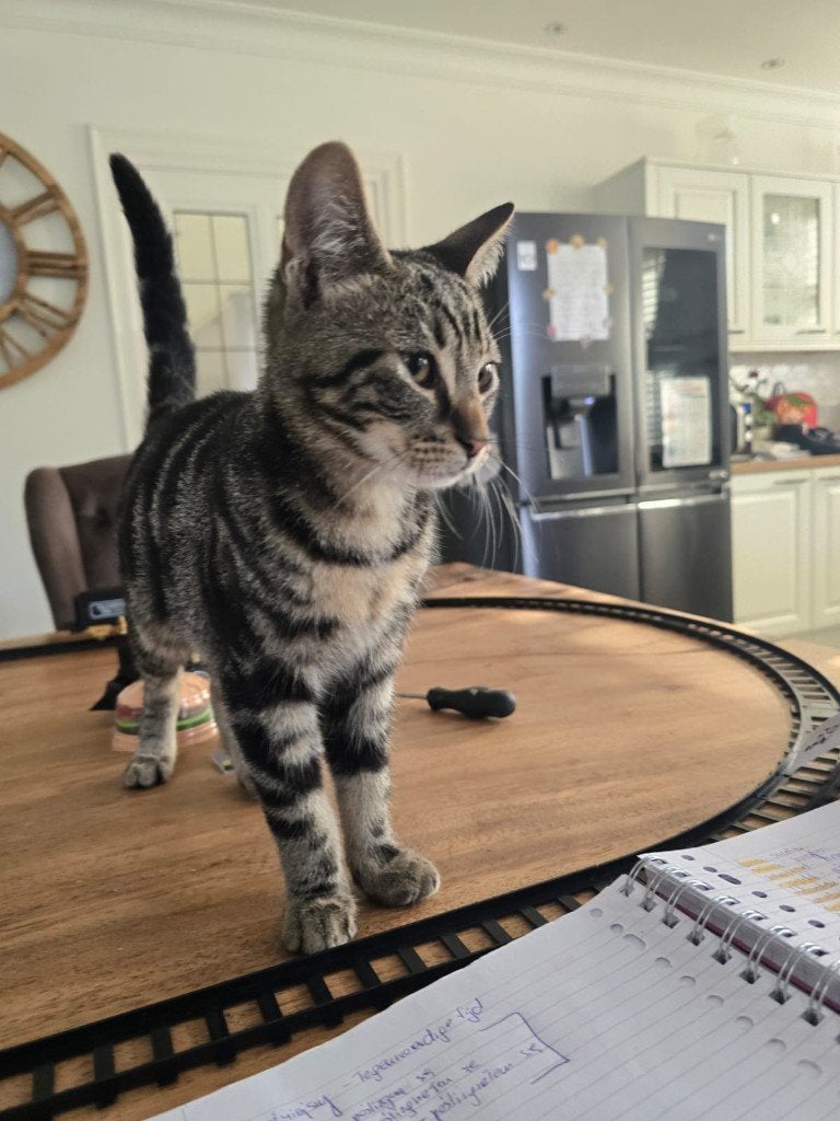Kat mannetje  4 maanden, Dieren en Toebehoren, Kater, 0 tot 2 jaar