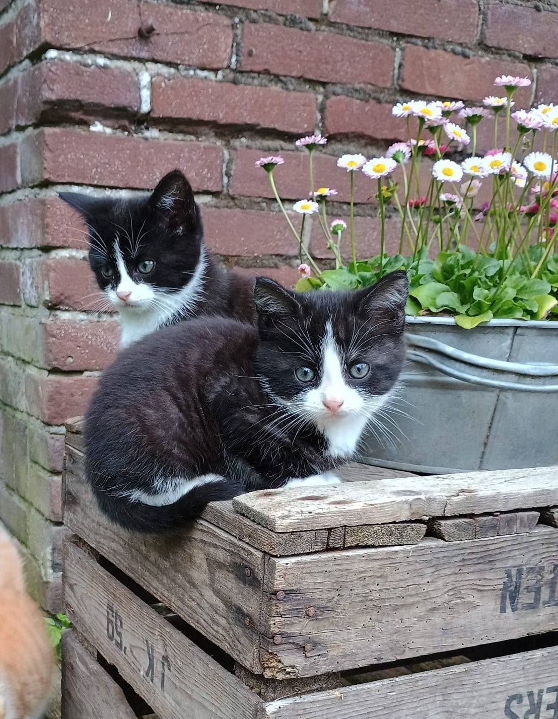 Drie schattige kittens te koop, Meerdere dieren