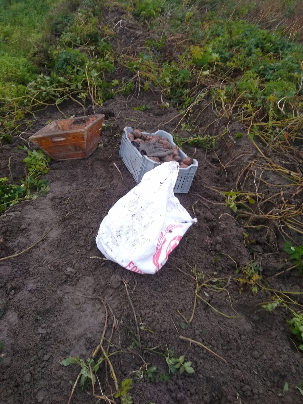 RODE STAR AARDAPPELEN, Diversen, Ophalen