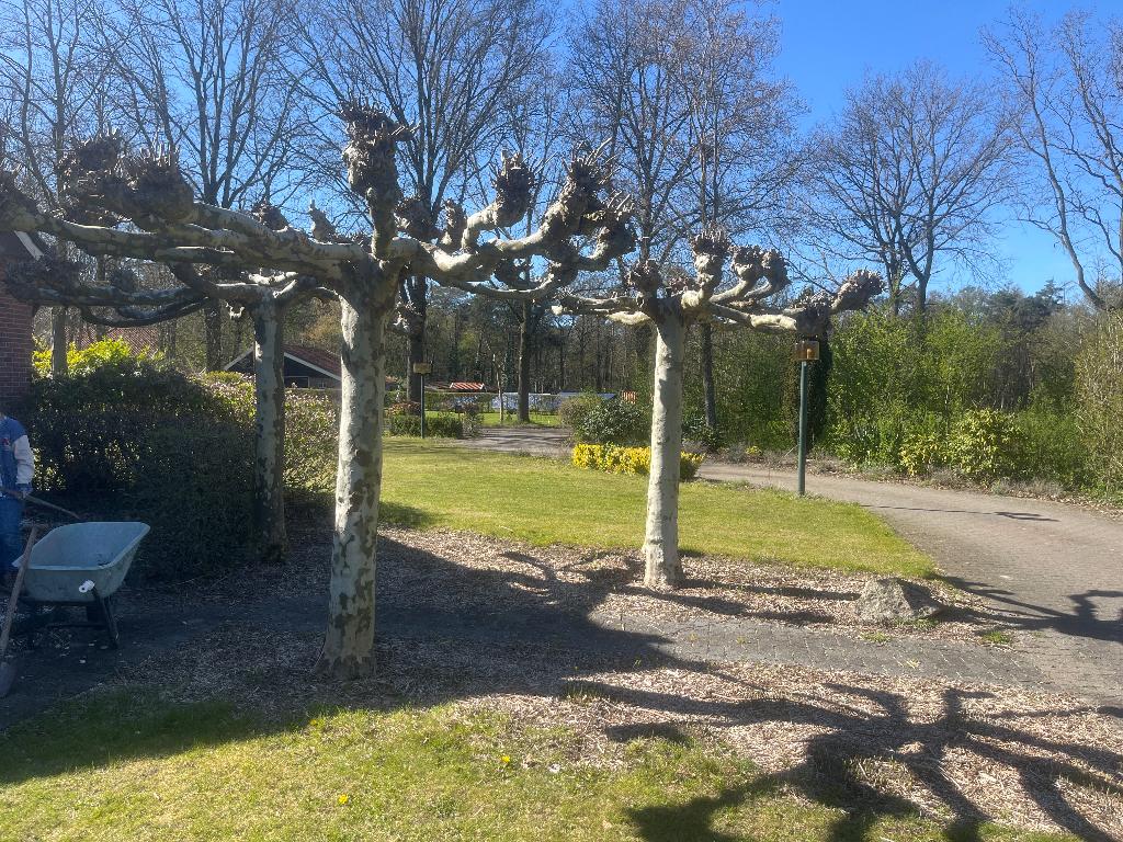 Dakplatanen 3 stuks, Tuin en Terras, 100 tot 250 cm, Dakboom, Zomer, Ophalen