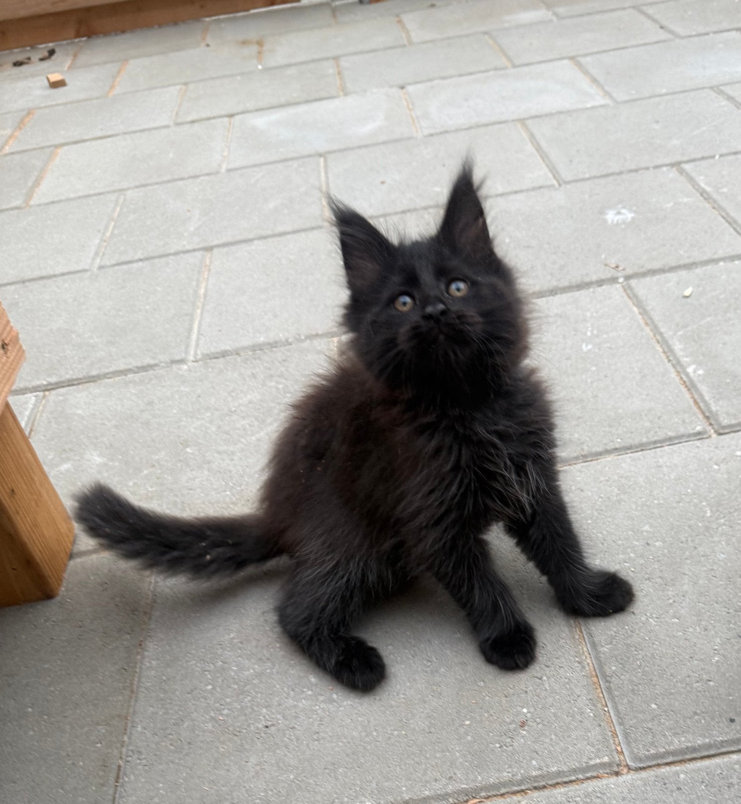 Maine Coon kittens met stamboom – Cattery Maymaydy, Meerdere dieren, Met stamboom