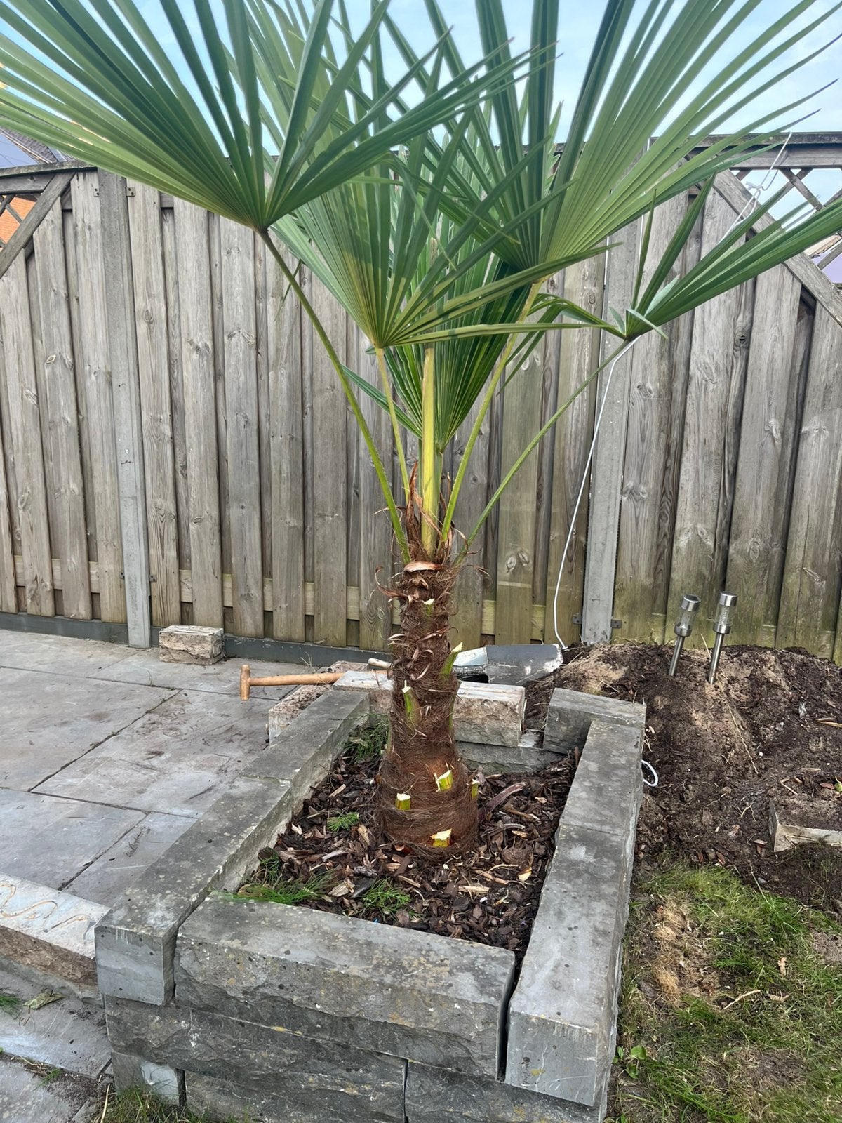 Palm boom, Bloeit niet, 100 tot 250 cm, Palmboom, Ophalen