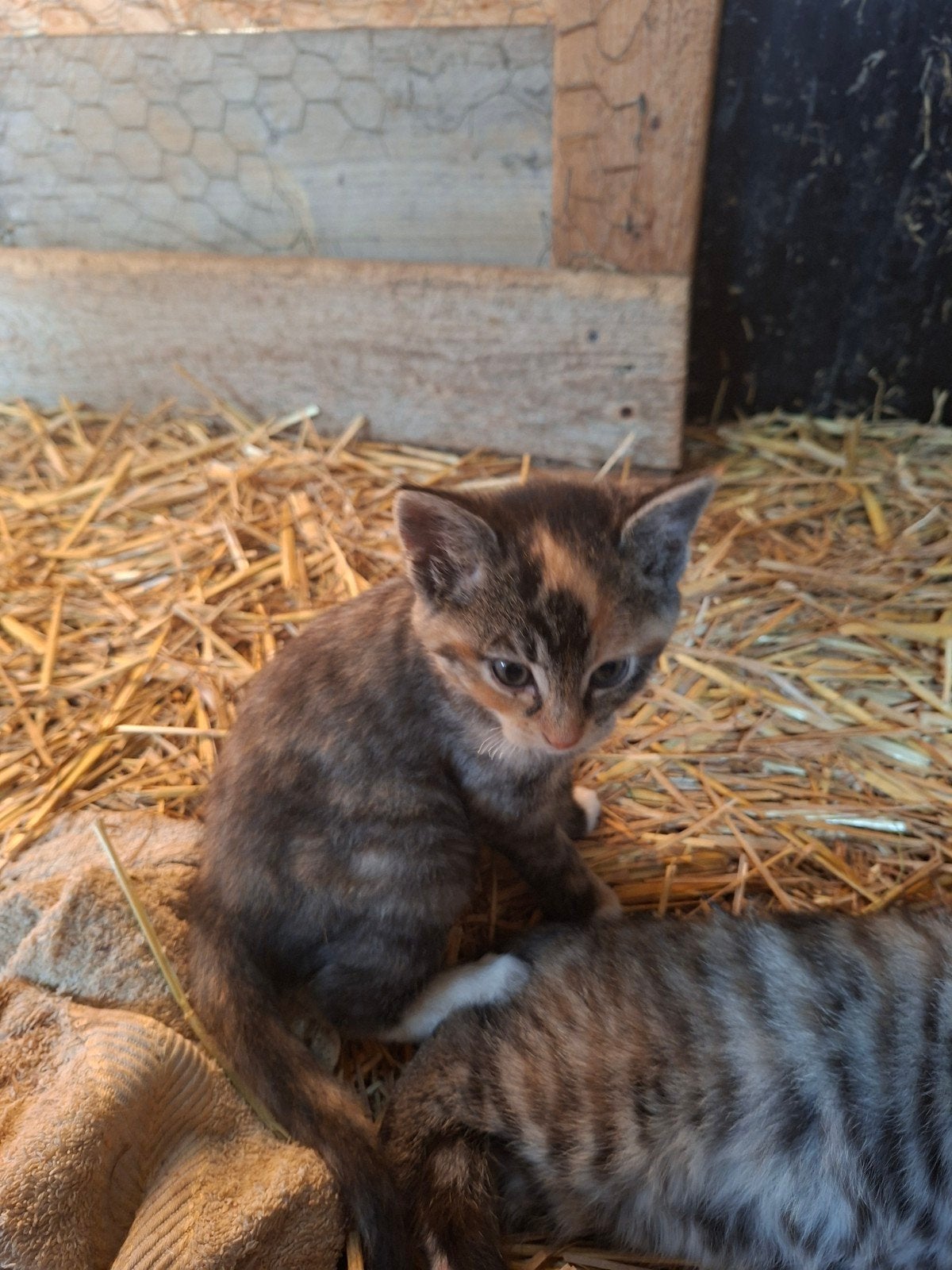 Lieve boerderij kittens, Meerdere dieren, Kortharig, 0 tot 2 jaar
