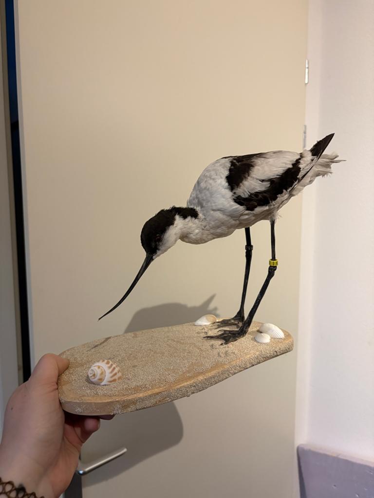 Opgezette kluut, Verzamelen, Ophalen of Verzenden, Vogel, Opgezet dier