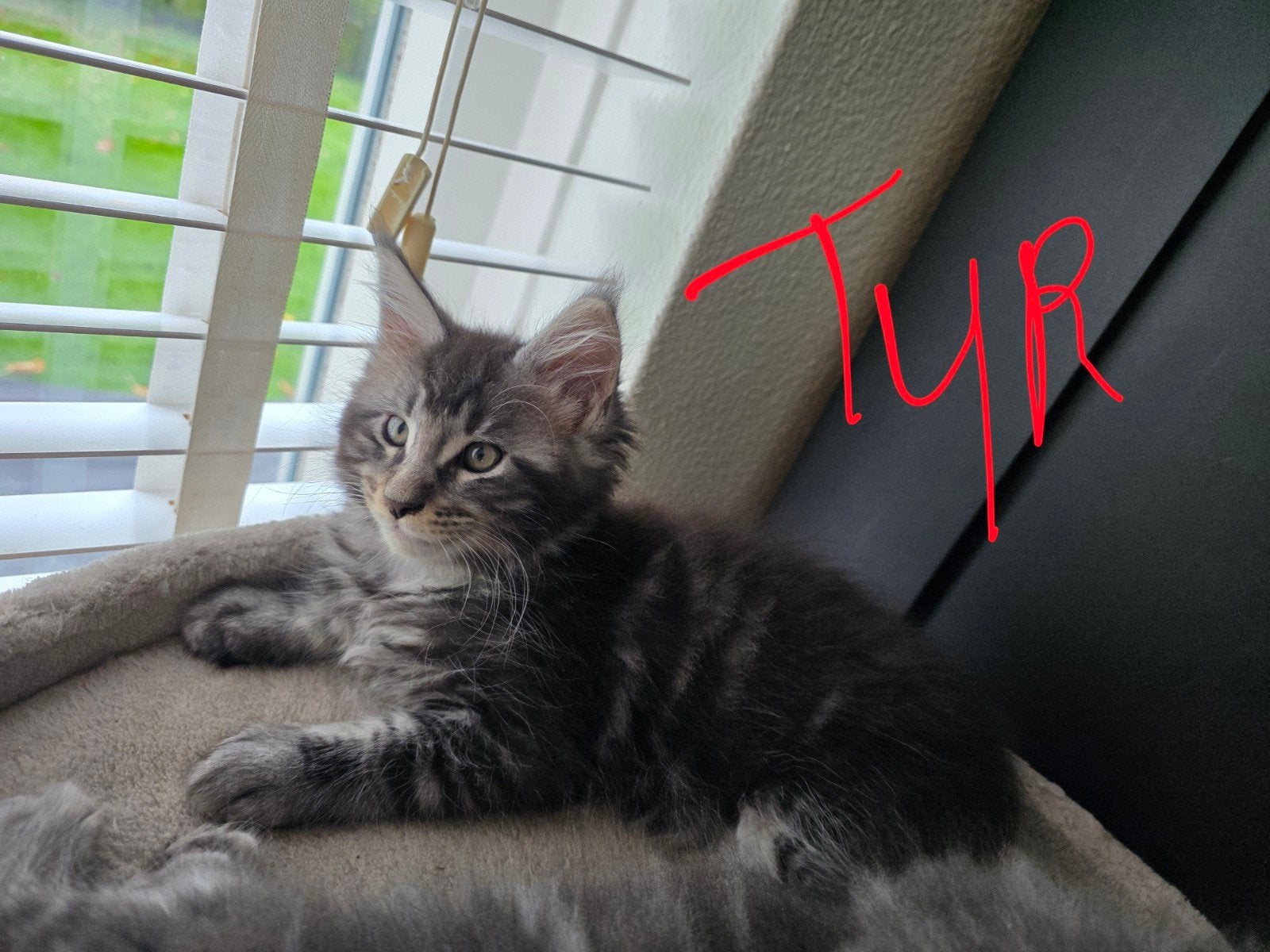 1 Prachtige Maicoon kitten, Dieren en Toebehoren, Meerdere dieren, Gechipt, 0 tot 2 jaar