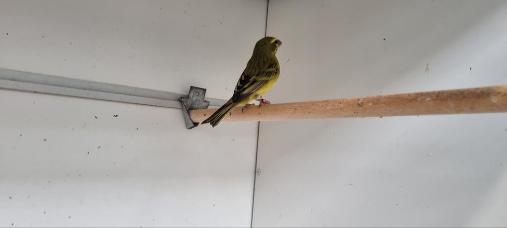 Zwavelgele Dikbek Cyni man, Dieren en Toebehoren, Mannelijk, Tropenvogel, Geringd