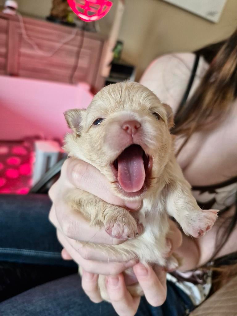 Prachtige pups, Overige rassen, 8 tot 15 weken, Meerdere, Meerdere dieren