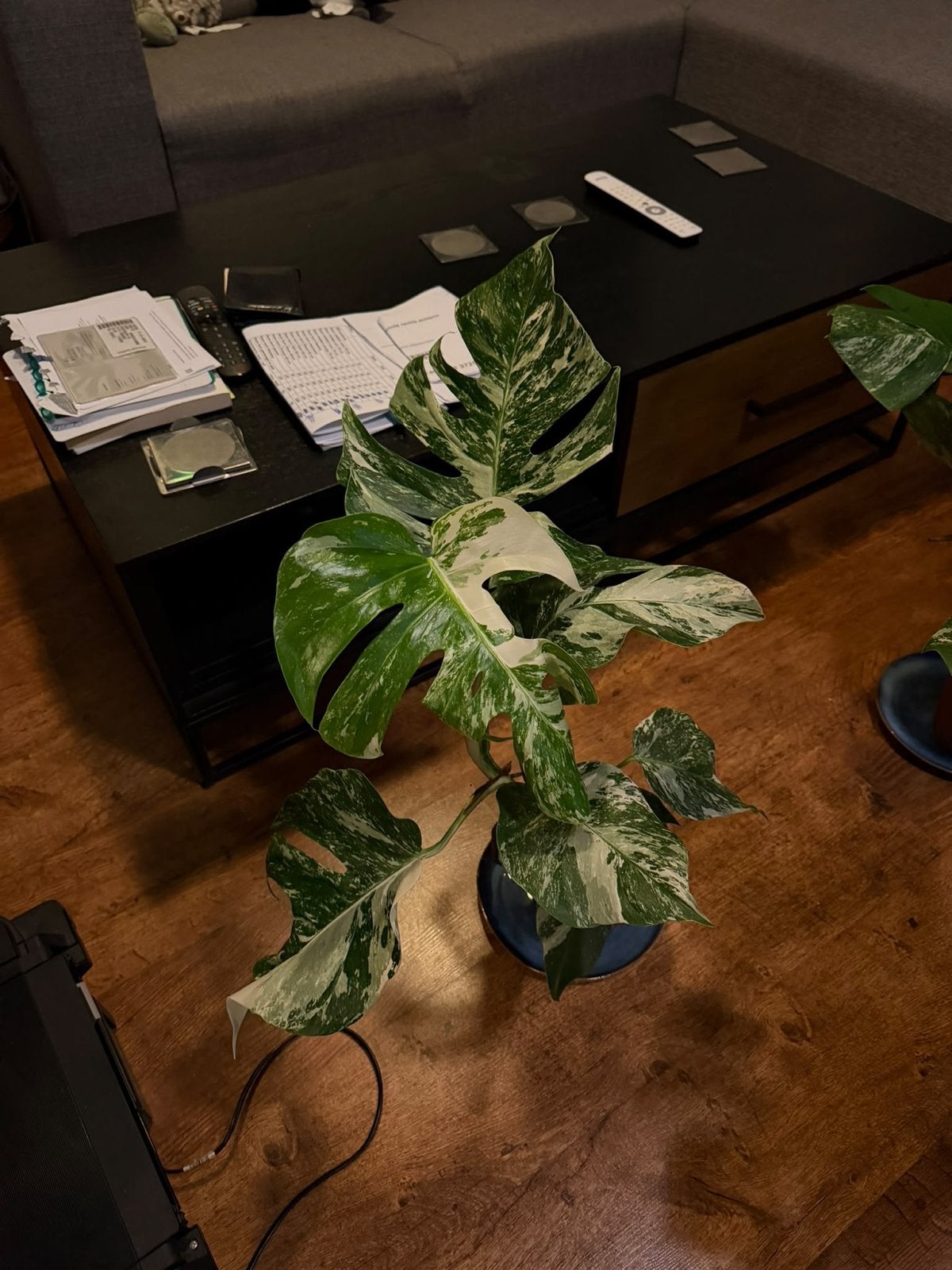 2 Monstera Variegata planten - Potmaat 15cm, Ophalen, Overige soorten, Minder dan 100 cm