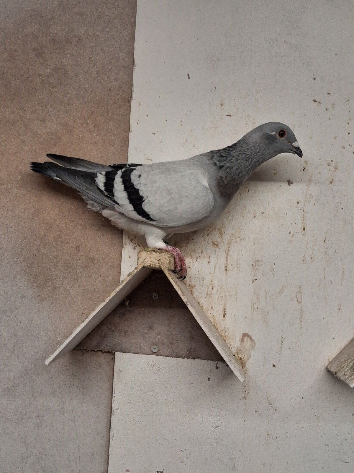 duivin te koop, Dieren en Toebehoren