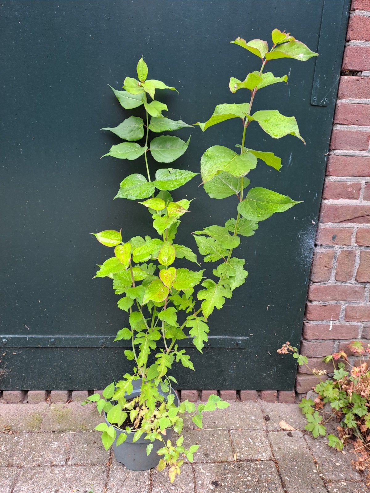 Honingbes of grootmoeders oorbel- Bijen- en vlinderplant., Ophalen, Overige soorten, Struik, 100 tot 250 cm